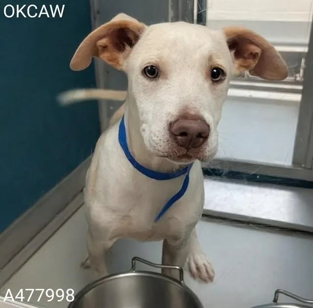 A baby small-sized male Pit Bull Terrier dog named A for adoption in Oklahoma City, OK