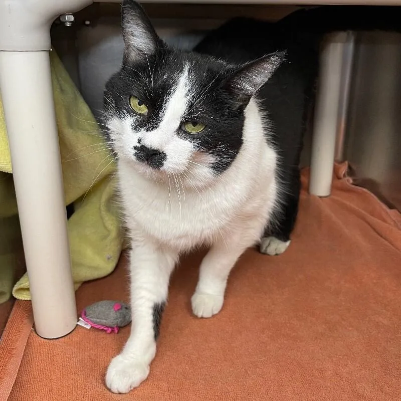 A senior medium-sized female Domestic Short Hair cat named Snuggles for adoption in Roanoke, VA