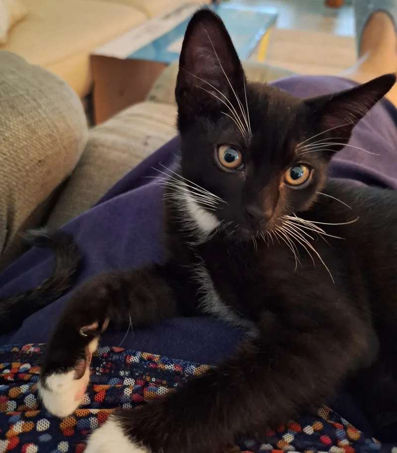 A baby small-sized female Black & White / Tuxedo Domestic Short Hair cat named Ayla & Hunter BONDED for adoption in Boca Raton, FL