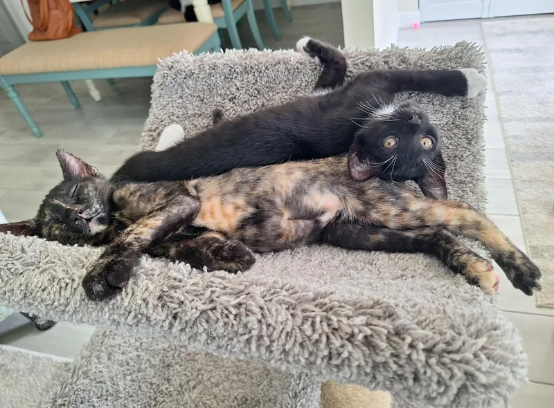 Ayla & Hunter BONDED thumbnail 2