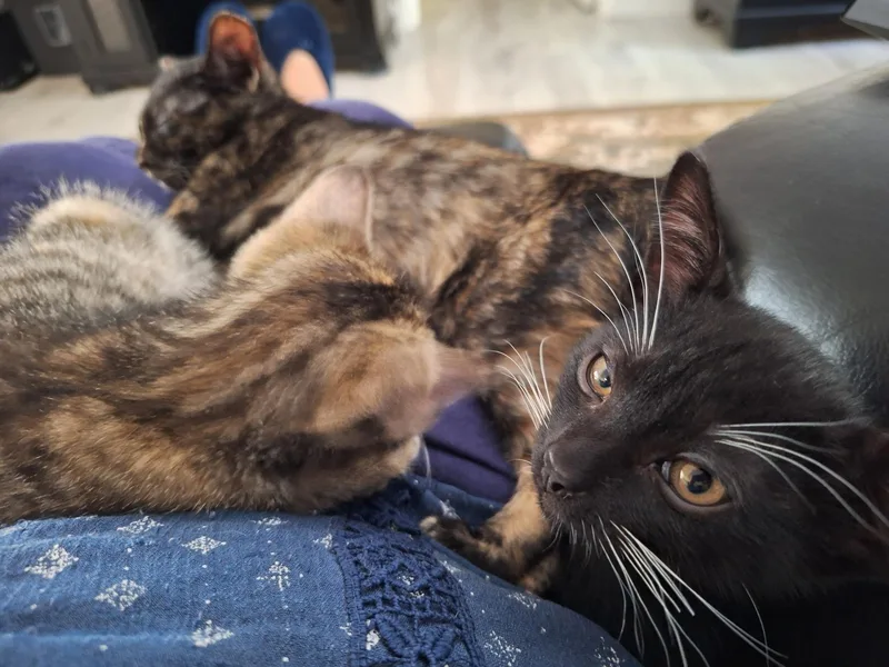 Ayla & Hunter BONDED thumbnail 5