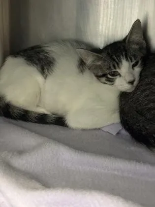 A baby small-sized female Domestic Short Hair cat named Tesla for adoption in Madison, NJ