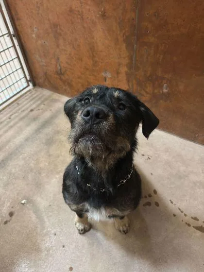 An adult large-sized male Terrier dog named Odie for adoption in Burlington, WA