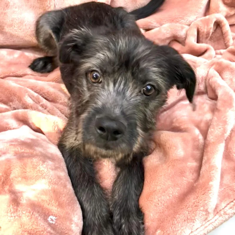 A baby medium-sized male Tricolor (Brown, Black, & White) Shih Tzu dog named Cooper for adoption in Conroe, TX