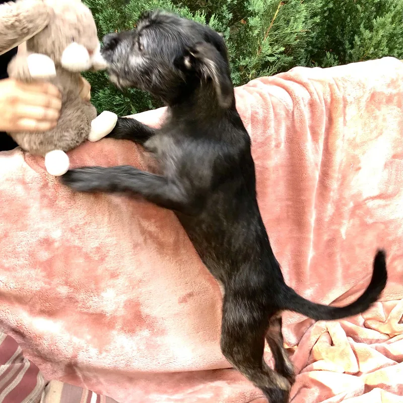Cooper thumbnail 5