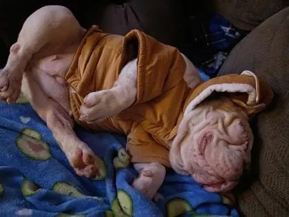 A young large-sized female American Bulldog dog named Ducky for adoption in East Brookfield, MA