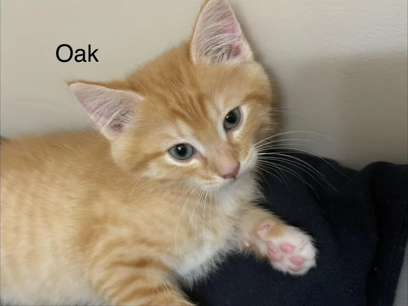 A baby large-sized male Tabby (Orange / Red) Domestic Short Hair cat named Oak for adoption in Crossville, TN