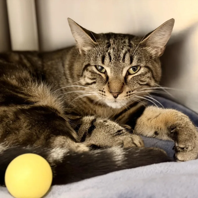 An adult medium-sized male Tabby (Brown / Chocolate) Domestic Short Hair cat named Tracy for adoption in Manahawkin, NJ
