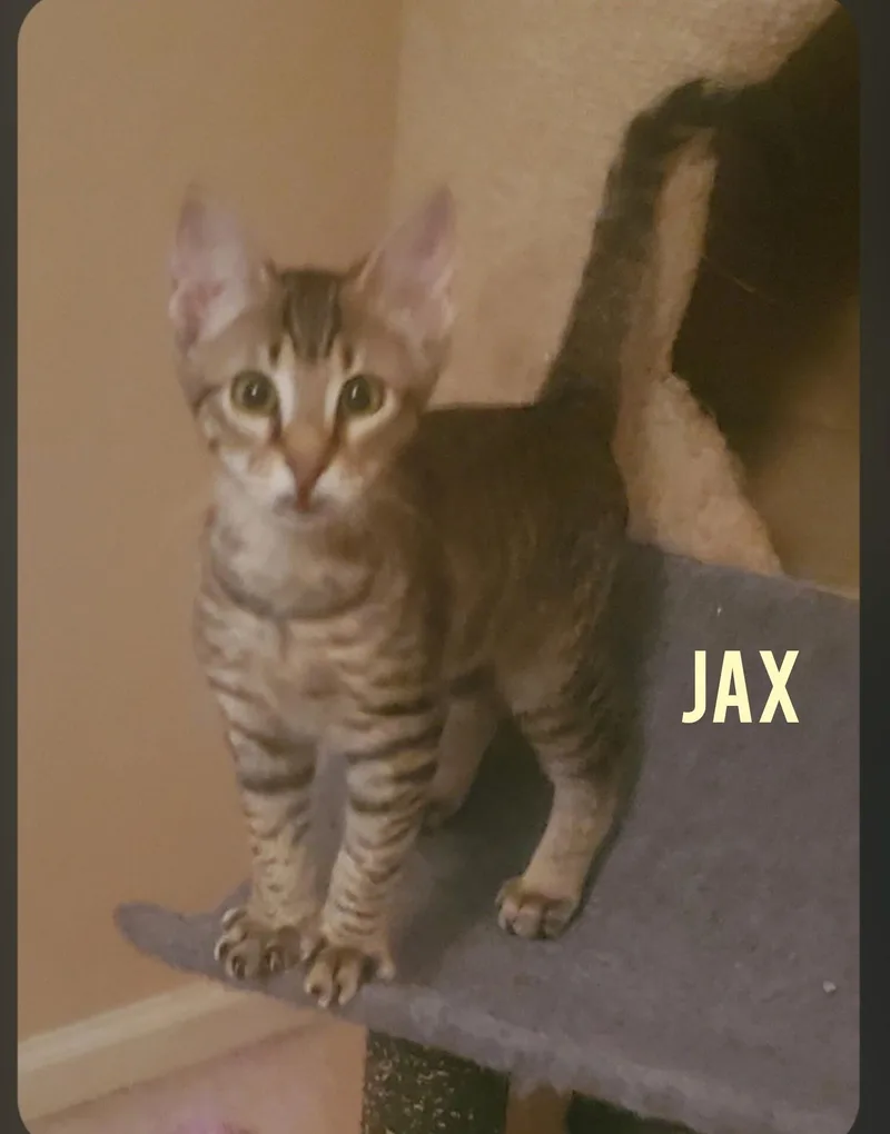 A baby small-sized female Tabby (Buff / Tan / Fawn) Tabby cat named Jax for adoption in Shrewsbury, MA