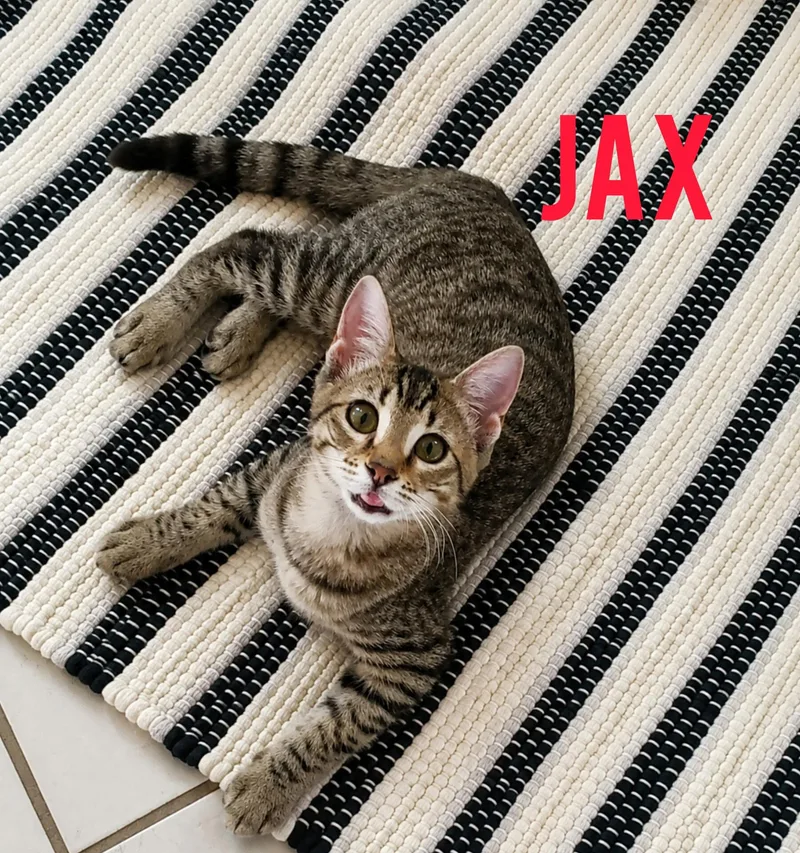 Jax thumbnail 2
