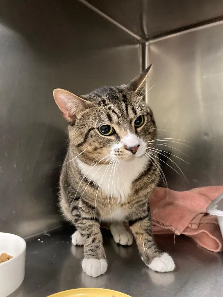 A young medium-sized male Domestic Short Hair cat named Wyatt for adoption in Meriden, CT