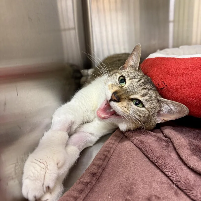 A young medium-sized female Brown / Chocolate Domestic Short Hair cat named Terra for adoption in Medina, OH