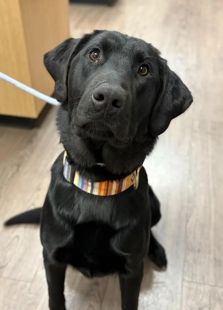 A baby medium-sized male Labrador Retriever dog named Jasper for adoption in Gillette, WY