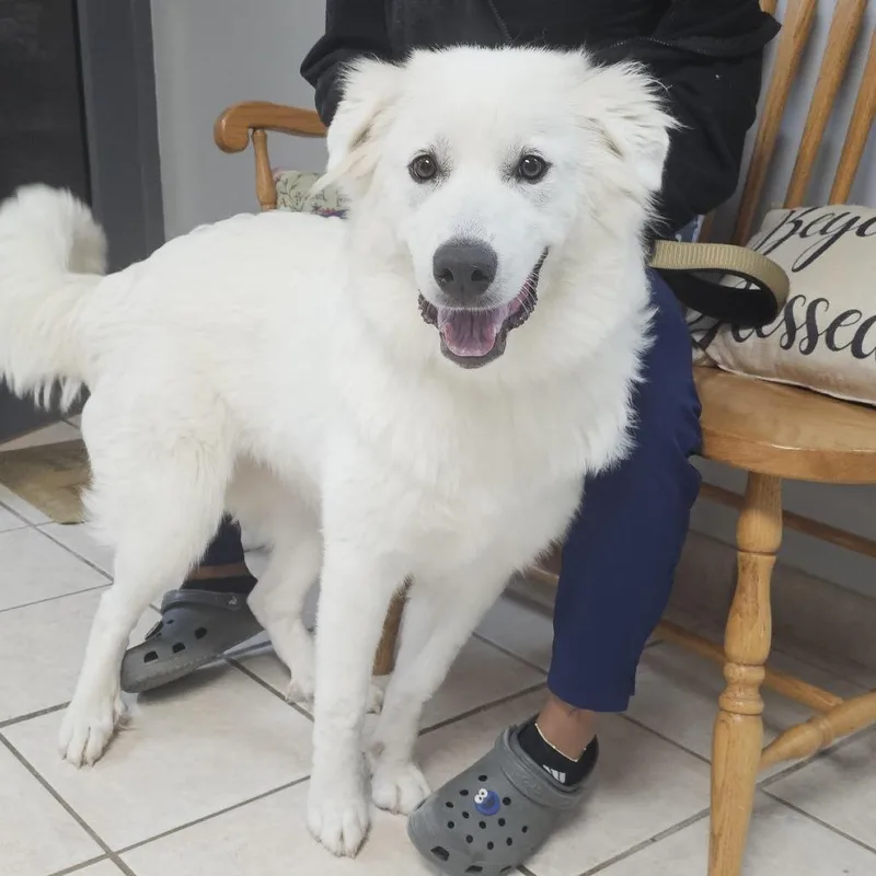 An adult large-sized female White / Cream Great Pyrenees dog named Winter aka Winnie for adoption in Camden, DE