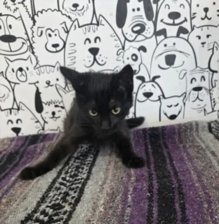 A baby small-sized male Domestic Short Hair cat named Ziggy for adoption in San Pedro, CA