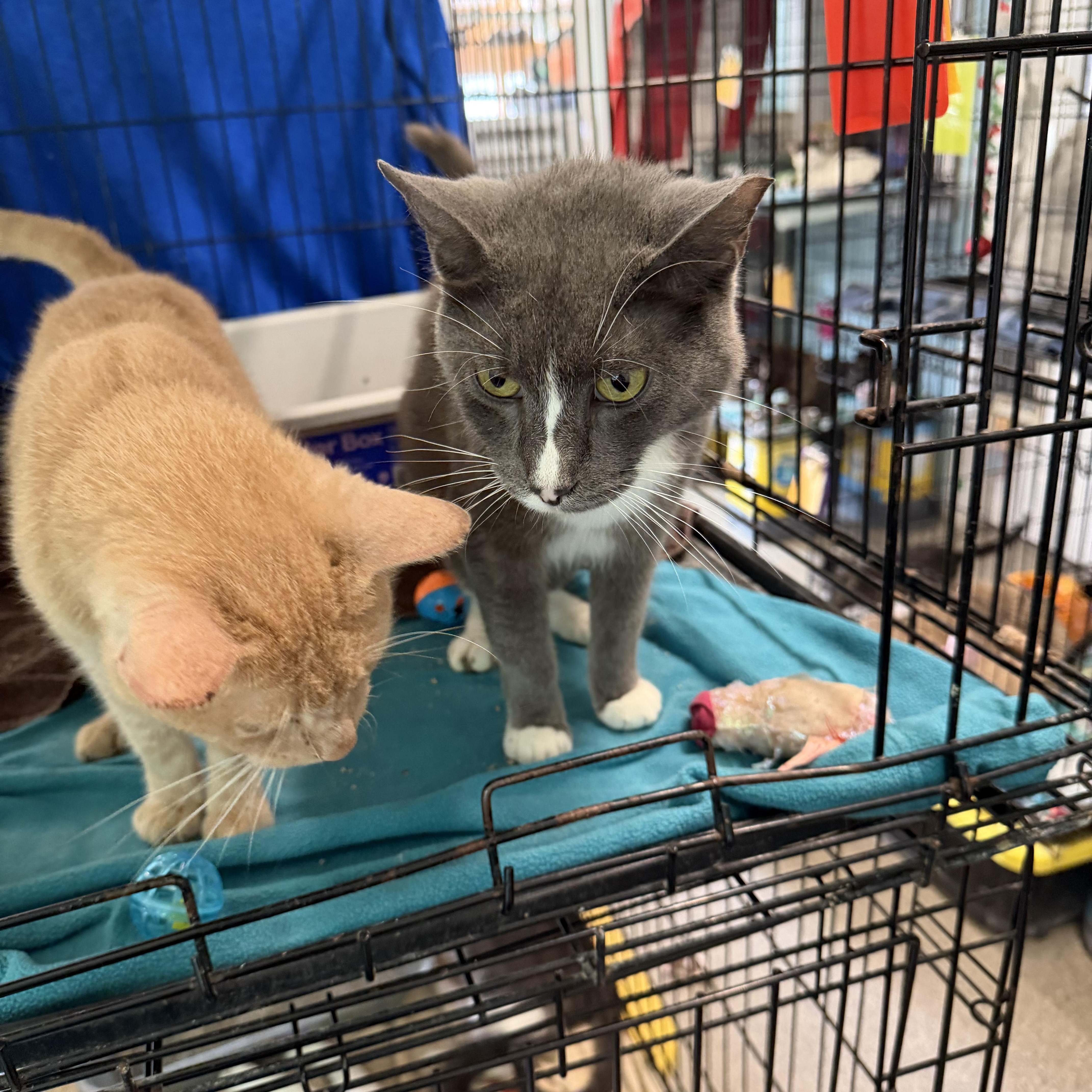 An adult medium-sized male Domestic Short Hair cat named Bandit for adoption in Warren, OH