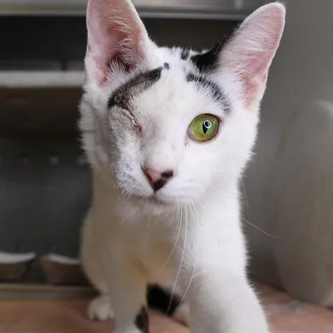 A young small-sized female White Domestic Short Hair cat named Zoey for adoption in Hopkinton, MA