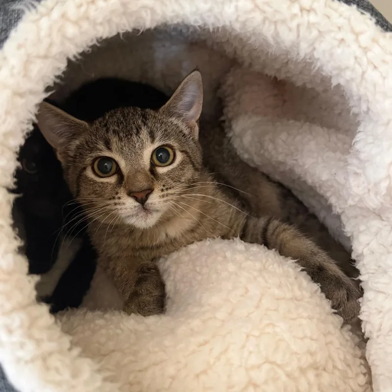 A baby small-sized female Domestic Short Hair cat named Nancy for adoption in Jacksonville, FL