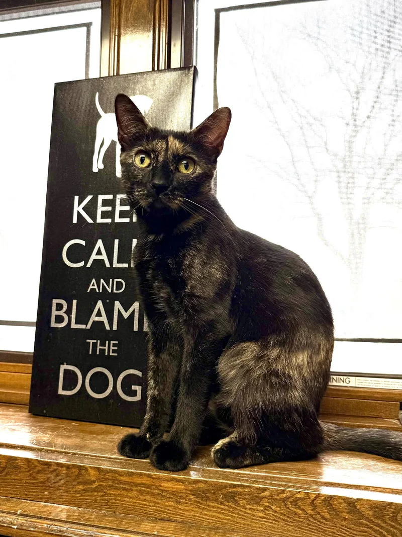 Cat  Marigold thumbnail 2