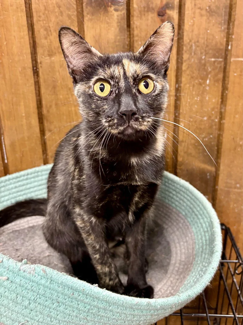 Cat  Marigold thumbnail 3