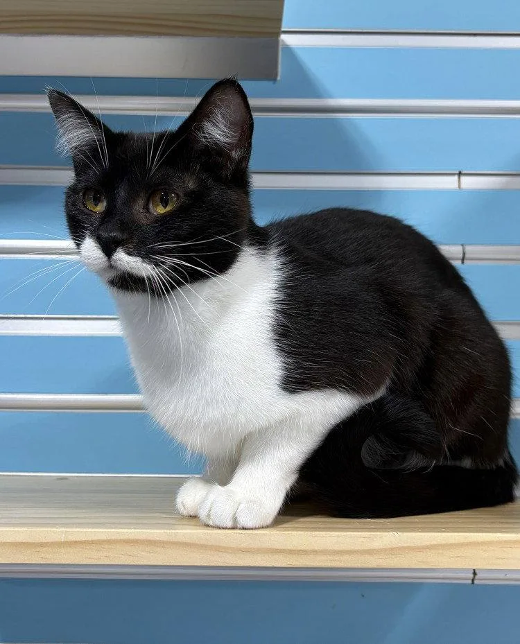 A young medium-sized female Domestic Short Hair cat named Estelle Bright for adoption in Colorado Springs, CO