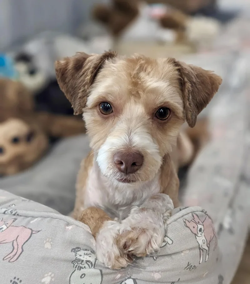 A young small-sized male Poodle dog named Bungee for adoption in Van Nuys, CA