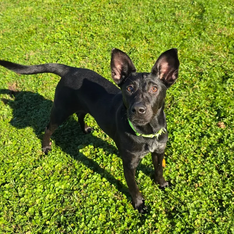 A young medium-sized female Black Labrador Retriever dog named Stephanie for adoption in Milan, IL
