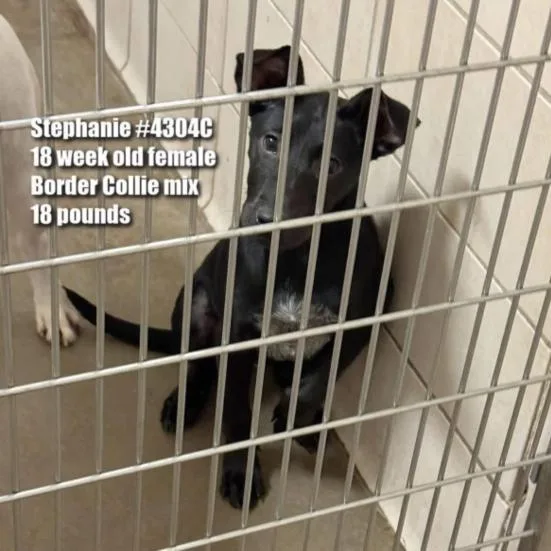 Stephanie thumbnail 4