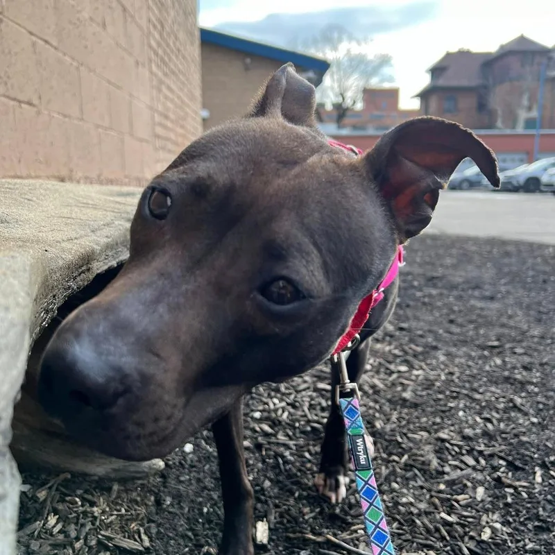 An adult medium-sized female Black Mixed Breed dog named Moxie for adoption in Pittsburgh, PA