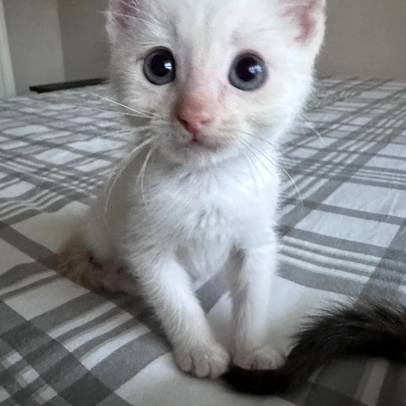 Berlioz