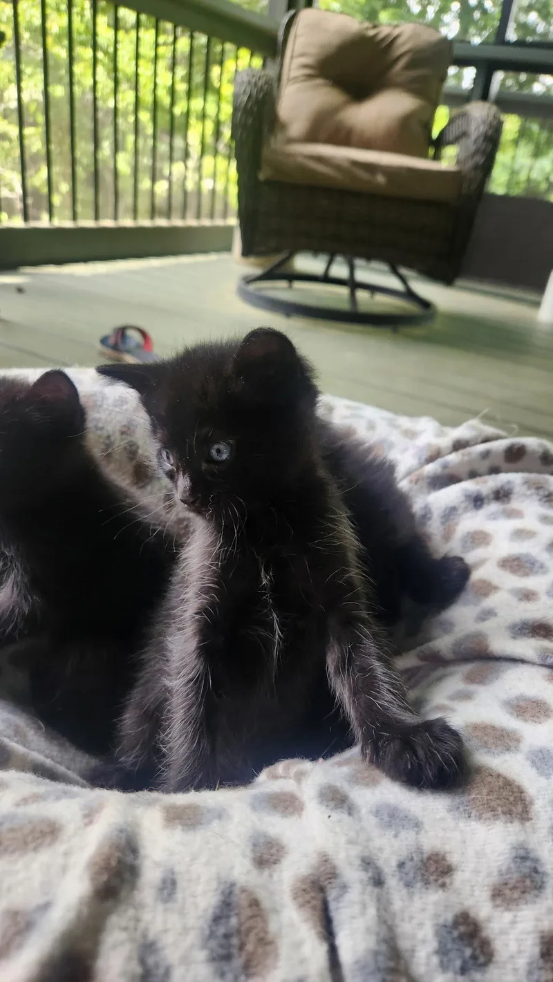 A baby medium-sized male Black Domestic Medium Hair cat named Coal for adoption in Blairsville, GA
