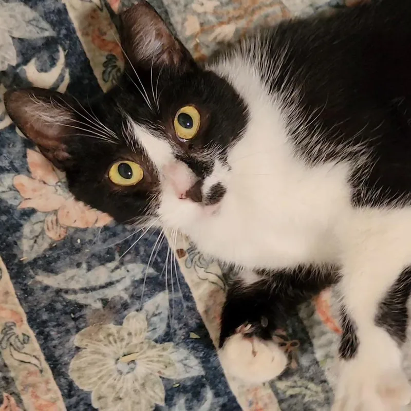 An adult medium-sized female Black Domestic Short Hair cat named Angel for adoption in Marietta, GA
