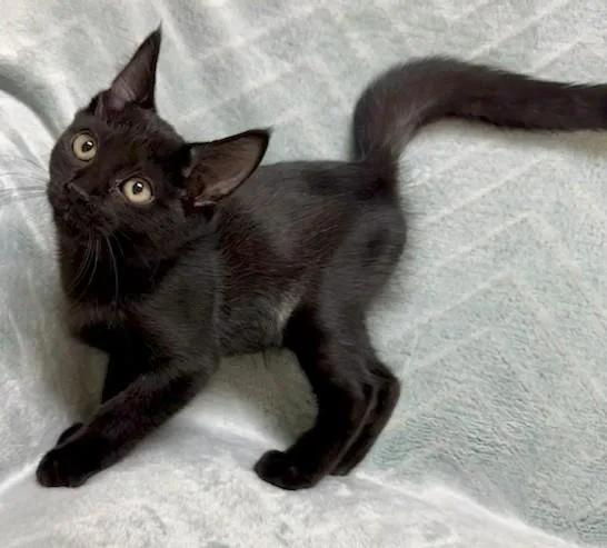 A young medium-sized female Black Domestic Short Hair cat named KiKi for adoption in Miller Beach, IN