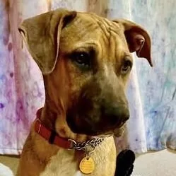 A young medium-sized male Mixed Breed dog named Pluto for adoption in Chino valley, AZ
