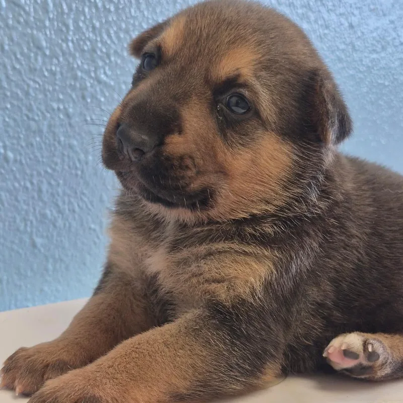 A baby small-sized female Black German Shepherd Dog dog named Prunella for adoption in Bastrop, TX