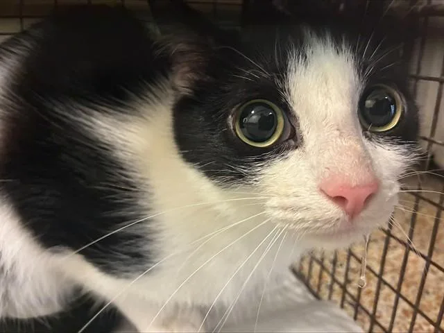 A young small-sized female Domestic Short Hair cat named Bigs for adoption in Miami, FL