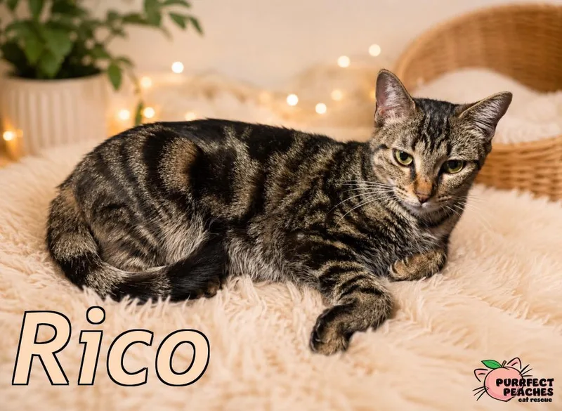A young medium-sized female Domestic Short Hair cat named Rico for adoption in Douglasville, GA