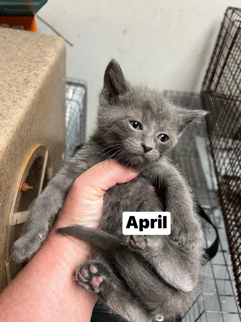 Apollo