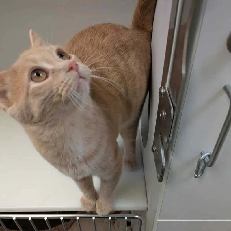 A young medium-sized female Domestic Short Hair cat named Biscotti for adoption in Mount Pleasant, MI