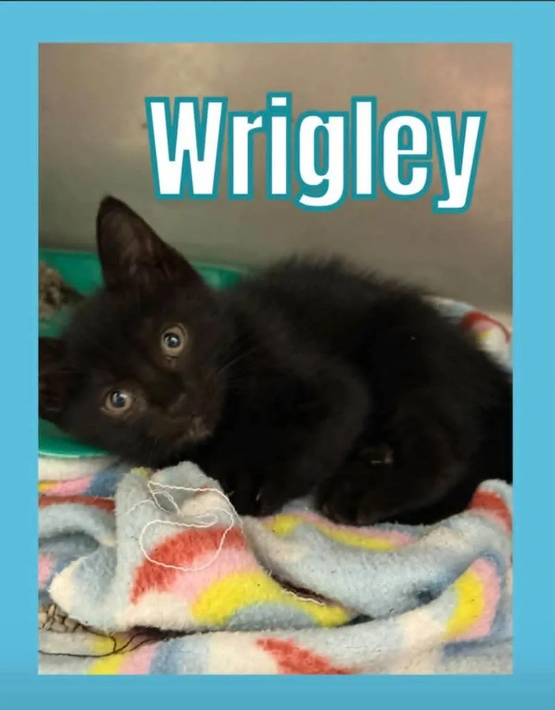 A baby small-sized male Domestic Short Hair cat named Wrigley for adoption in Bossier City, LA