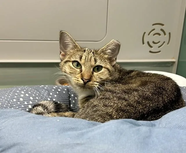 A young medium-sized female Domestic Short Hair cat named Jane Rizzoli for adoption in Suffolk, VA