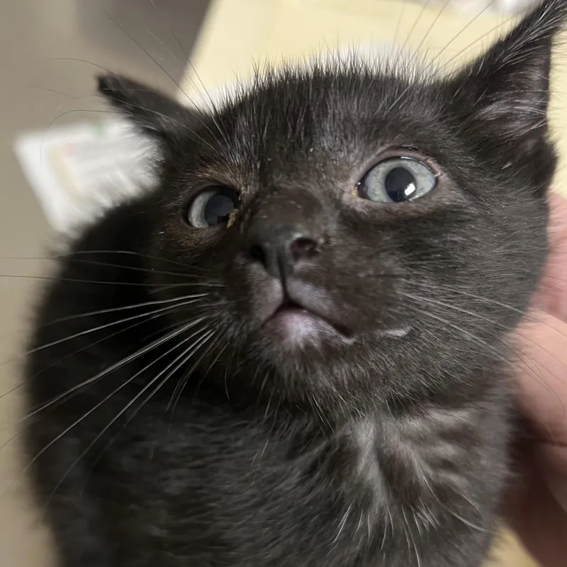 A baby small-sized female Black Domestic Short Hair cat named Tangy for adoption in Pekin, IL