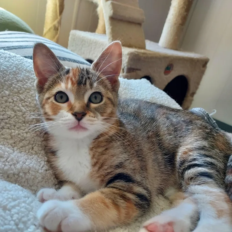 A baby medium-sized female Tortoiseshell Domestic Short Hair cat named Fanta for adoption in Springfield, OR