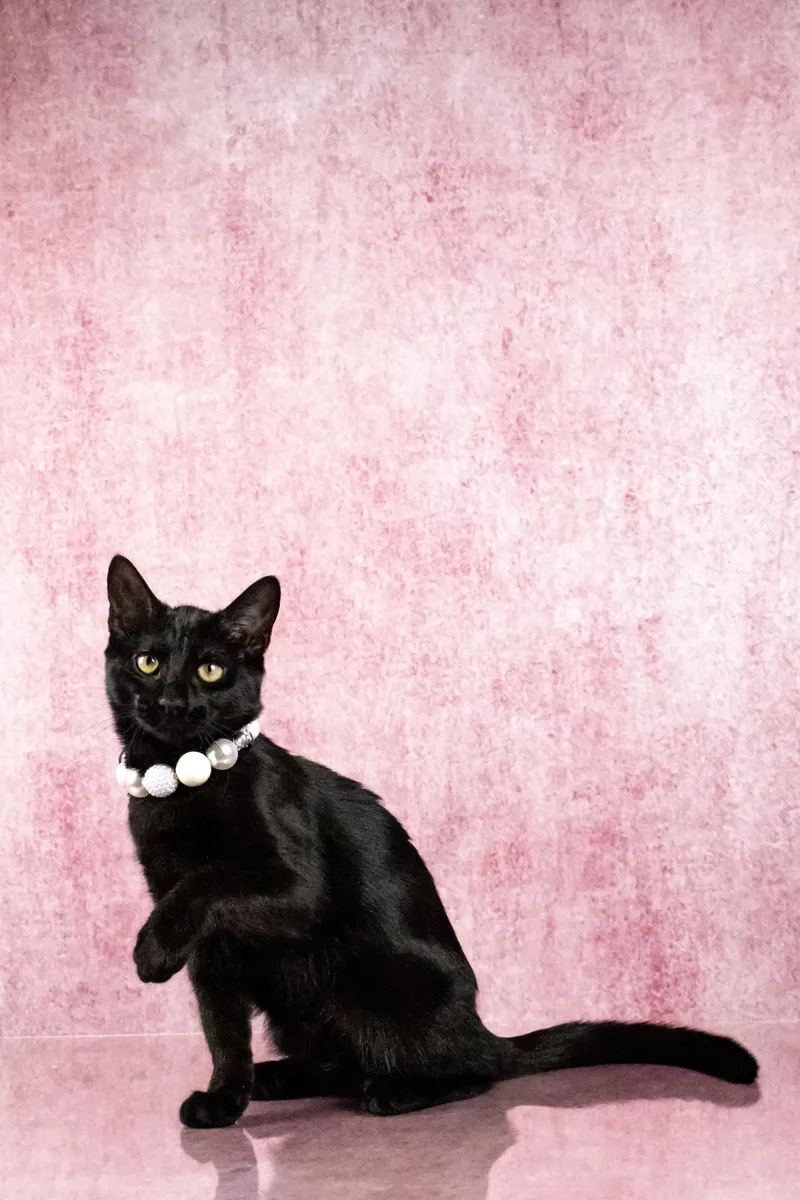A baby medium-sized female Black Bombay cat named Queen for adoption in Tuscaloosa, AL