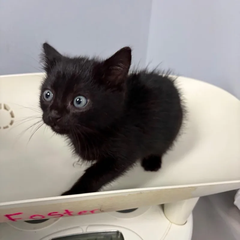 A baby small-sized female Black Domestic Medium Hair cat named Chickamauga for adoption in Columbus, GA