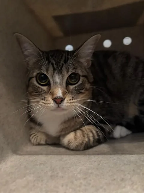 A young medium-sized male Domestic Short Hair cat named Bumi for adoption in Baldwin Park, CA