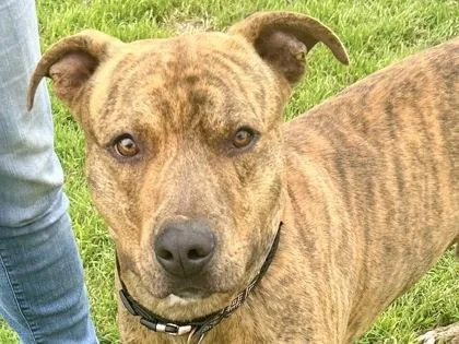 An adult large-sized male Brindle Mixed Breed dog named Rusty for adoption in Georgetown, TX