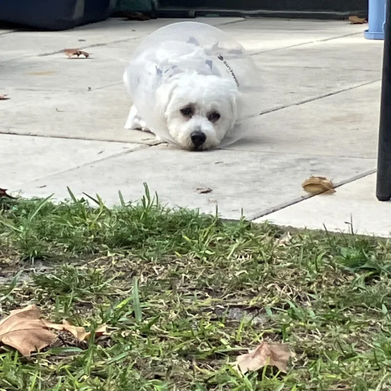 An adult small-sized male Miniature Poodle dog named Blue for adoption in Bradenton, FL