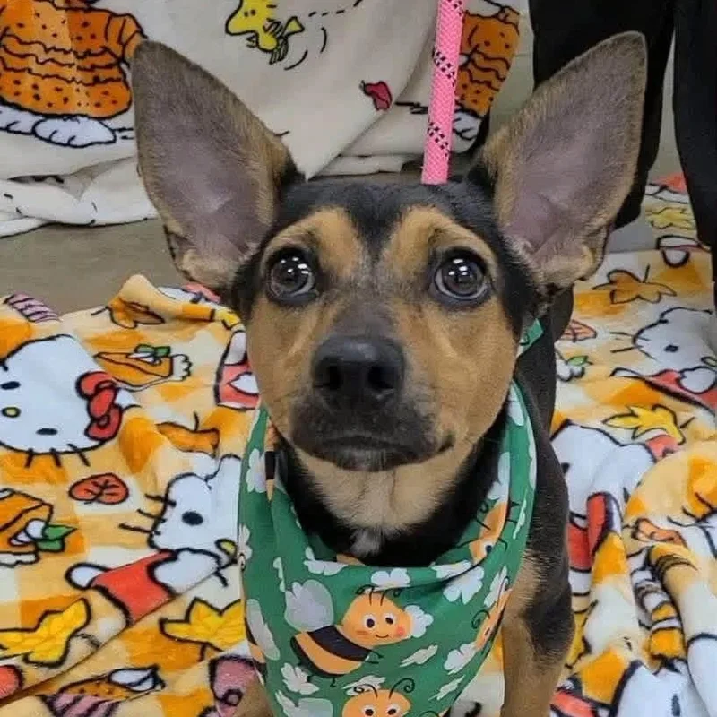 A baby small-sized male Bicolor Miniature Pinscher dog named Max for adoption in Williston, VT