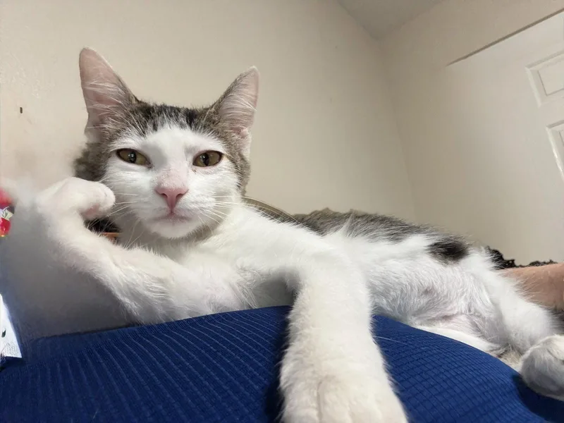 A young medium-sized female Domestic Short Hair cat named Aspen for adoption in Chandler, AZ